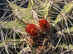 Ferocactus flavovirens