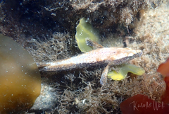 Smooth Alligatorfish photo 2