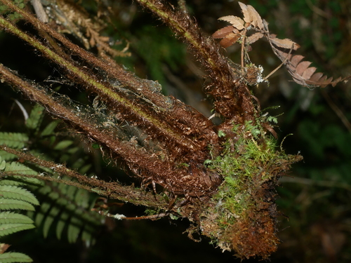 Image of Polystichum luctuosum by (c) Jacy Chen, some rights reserved (CC BY)