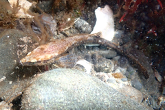 Smooth Alligatorfish photo 4