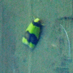 Heterallactis microchrysa