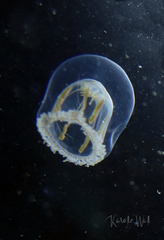 Melicertum octocostatum