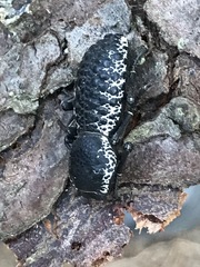 Zopherus laevicollis