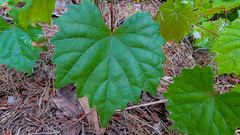 Vitis rotundifolia rotundifolia