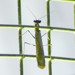 Fulciniinae