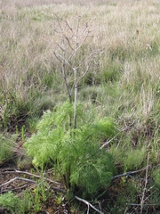 Ferula songarica