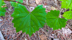 Vitis rotundifolia rotundifolia