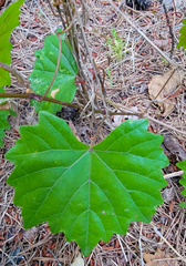 Vitis rotundifolia rotundifolia