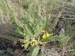 Astragalus buchtormensis