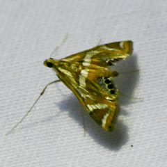 Margarosticha sphenotis