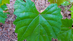 Vitis rotundifolia rotundifolia