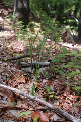 Sisyrinchium dichotomum
