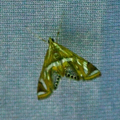 Margarosticha sphenotis