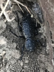 Zopherus laevicollis