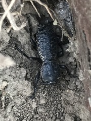 Zopherus laevicollis