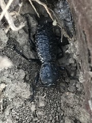 Zopherus laevicollis