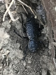 Zopherus laevicollis