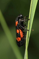 Cercopis arcuata