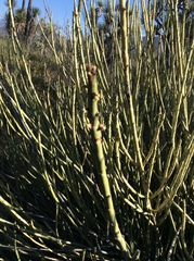 Euphorbia rossiana