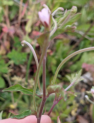 Epilobium lanceolatum