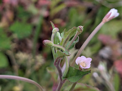 Epilobium lanceolatum
