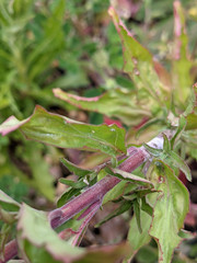 Epilobium lanceolatum