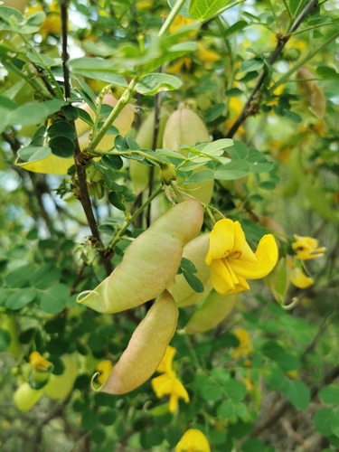 Colutea arborescens iNat (2)