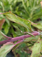 Epilobium lanceolatum