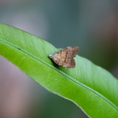 Choreutis achyrodes