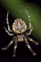 Cryptaranea subcompta