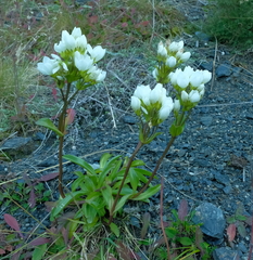 Gentianella montana montana