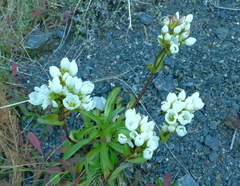 Gentianella montana montana