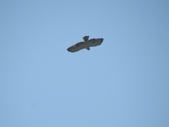 Buteo brachyurus