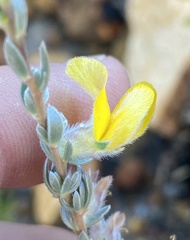 Aspalathus caledonensis