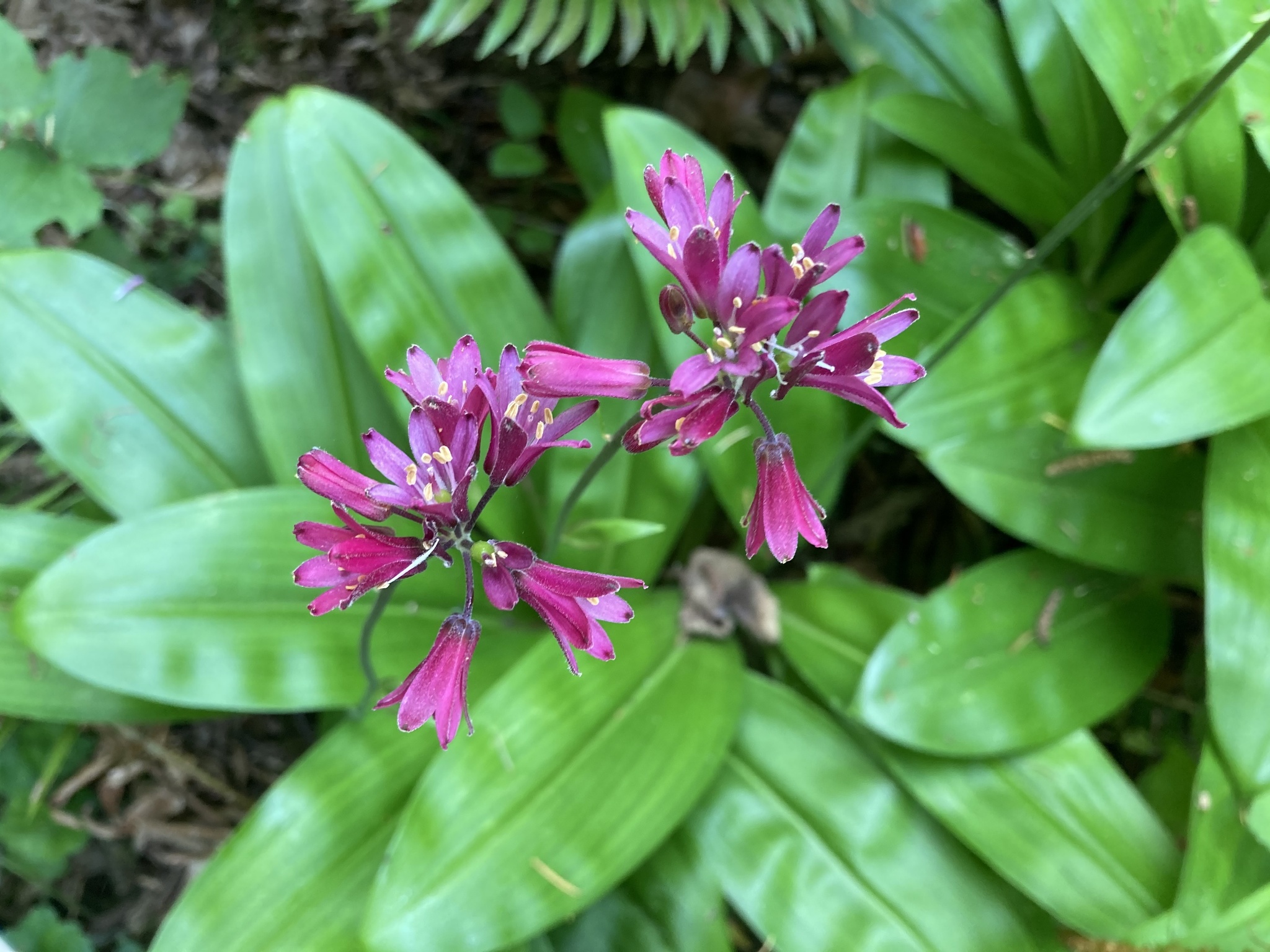 Clintonia andrewsiana