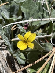 Viola purpurea aurea