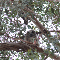 Bubo virginianus