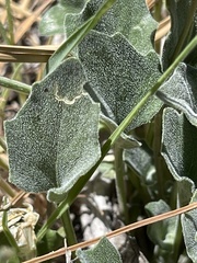 Viola purpurea aurea