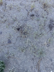 Eremocarya micrantha