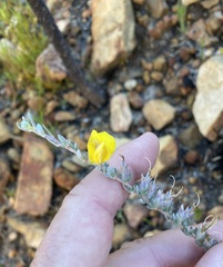 Aspalathus caledonensis