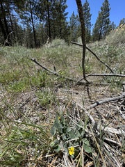 Viola purpurea aurea