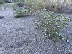 Eremocarya micrantha