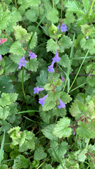 Glechoma hederacea