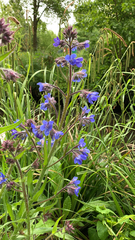 Anchusa azurea