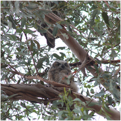 Bubo virginianus