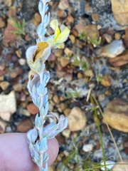 Aspalathus caledonensis