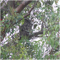 Bubo virginianus
