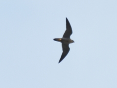 Falco peregrinus brookei