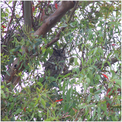 Bubo virginianus
