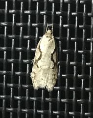 Semioscopis packardella